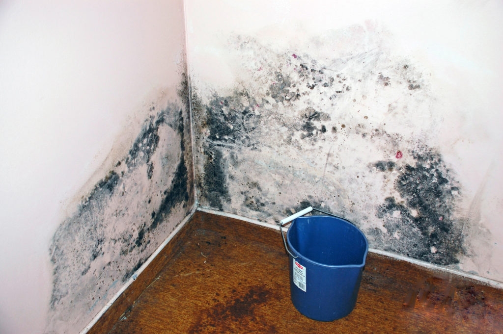 Mold removal