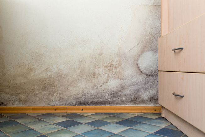 Mold removal