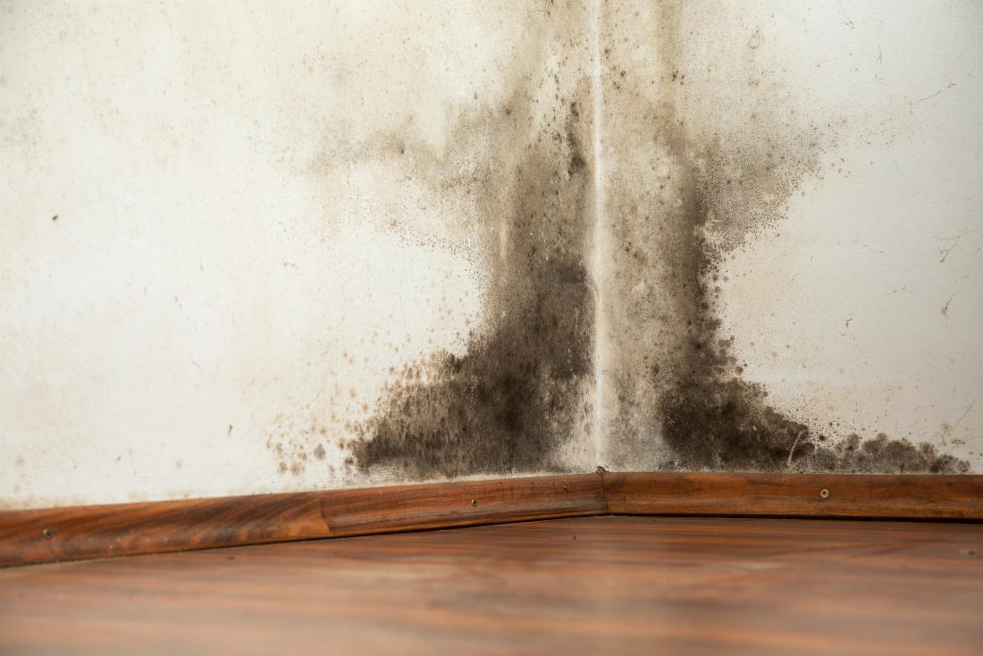 Mold removal