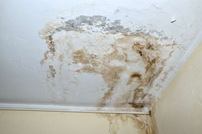 Mold removal